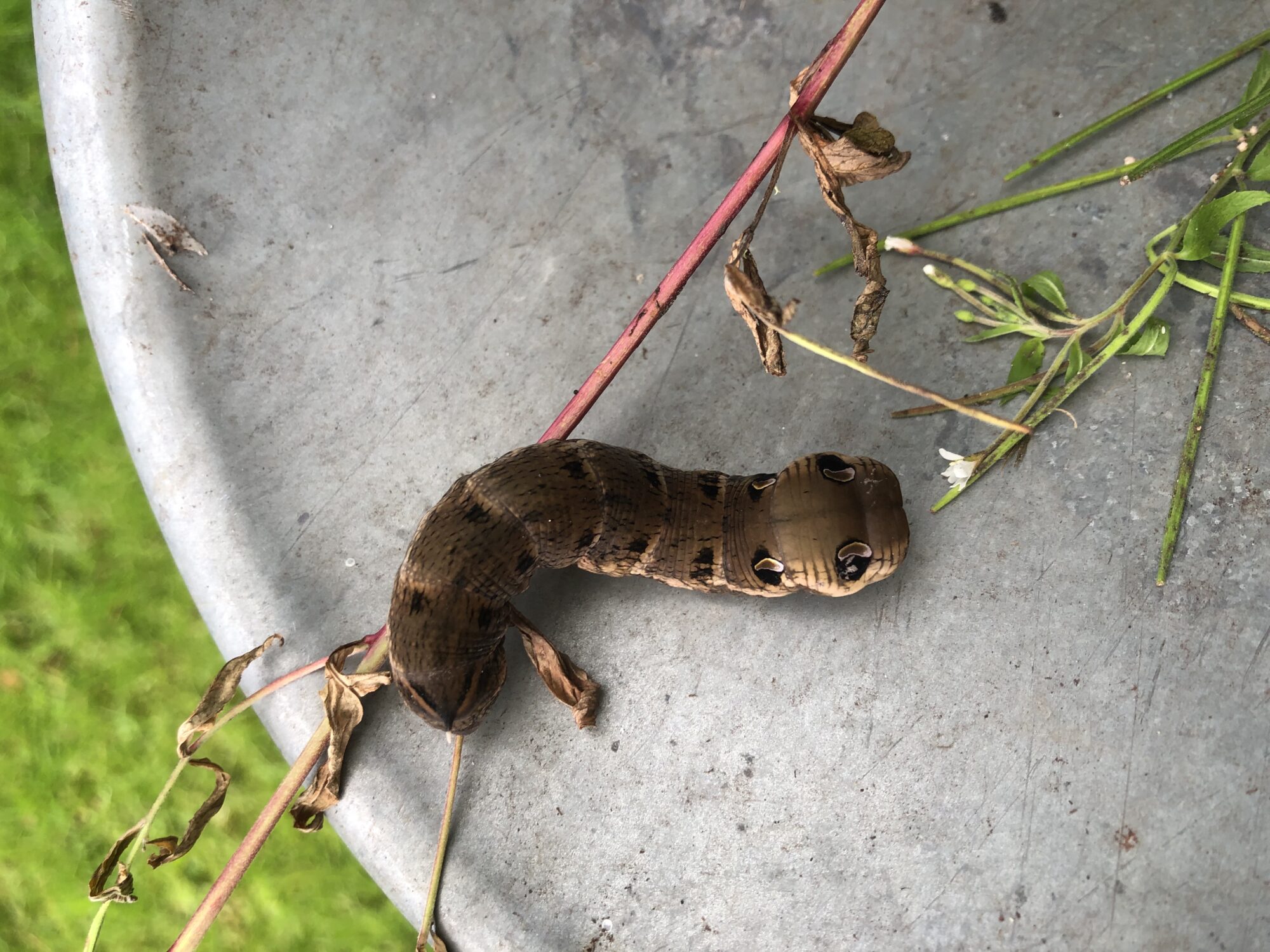 Valokuvaaja: Mika Kurho