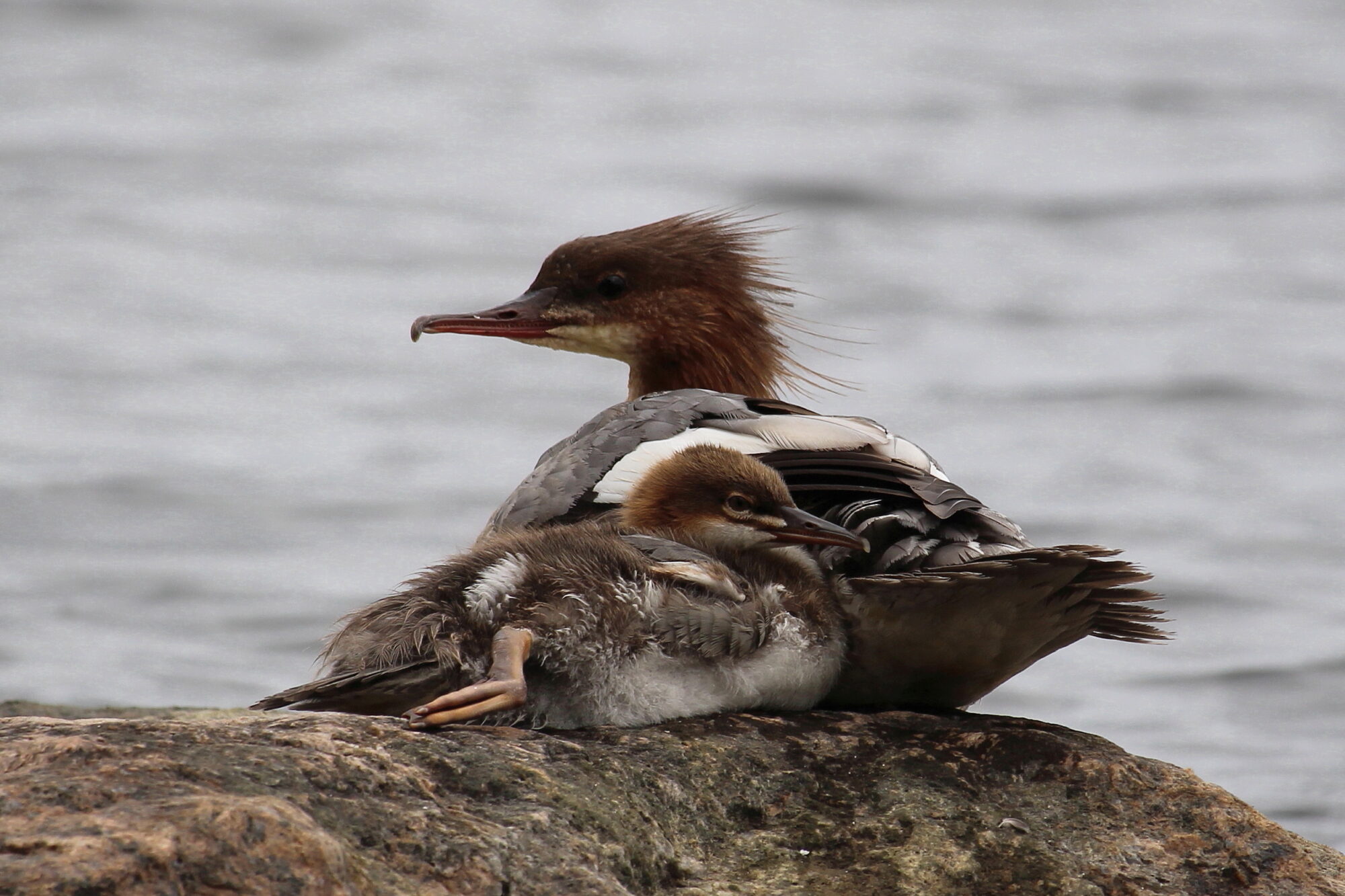 Valokuvaaja: Kirsi-Marja Joenpolvi Valokuvaaja: Kirsi-Marja Joenpolvi