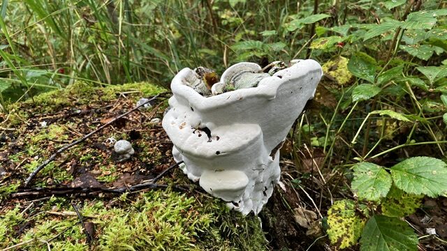 Valokuvaaja: Erkki Toivanen