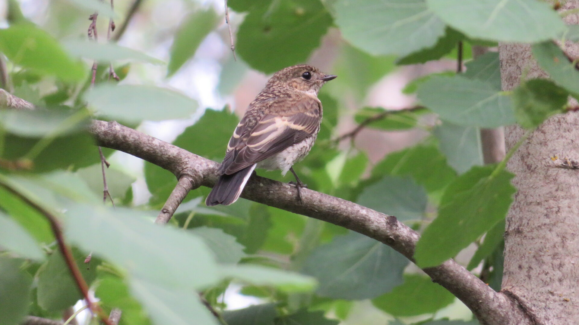 Valokuvaaja: Risto Kangassalo Valokuvaaja: Risto Kangassalo