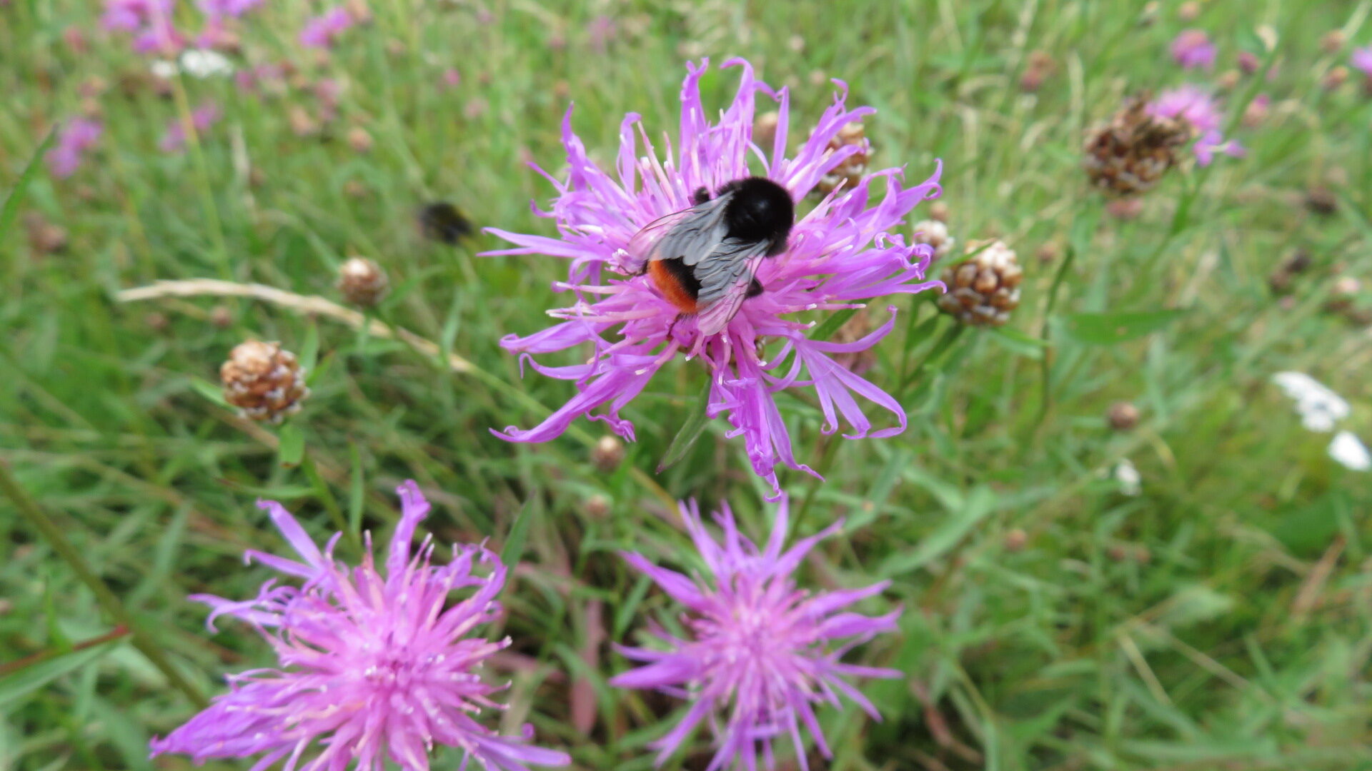 Valokuvaaja: Risto Kangassalo