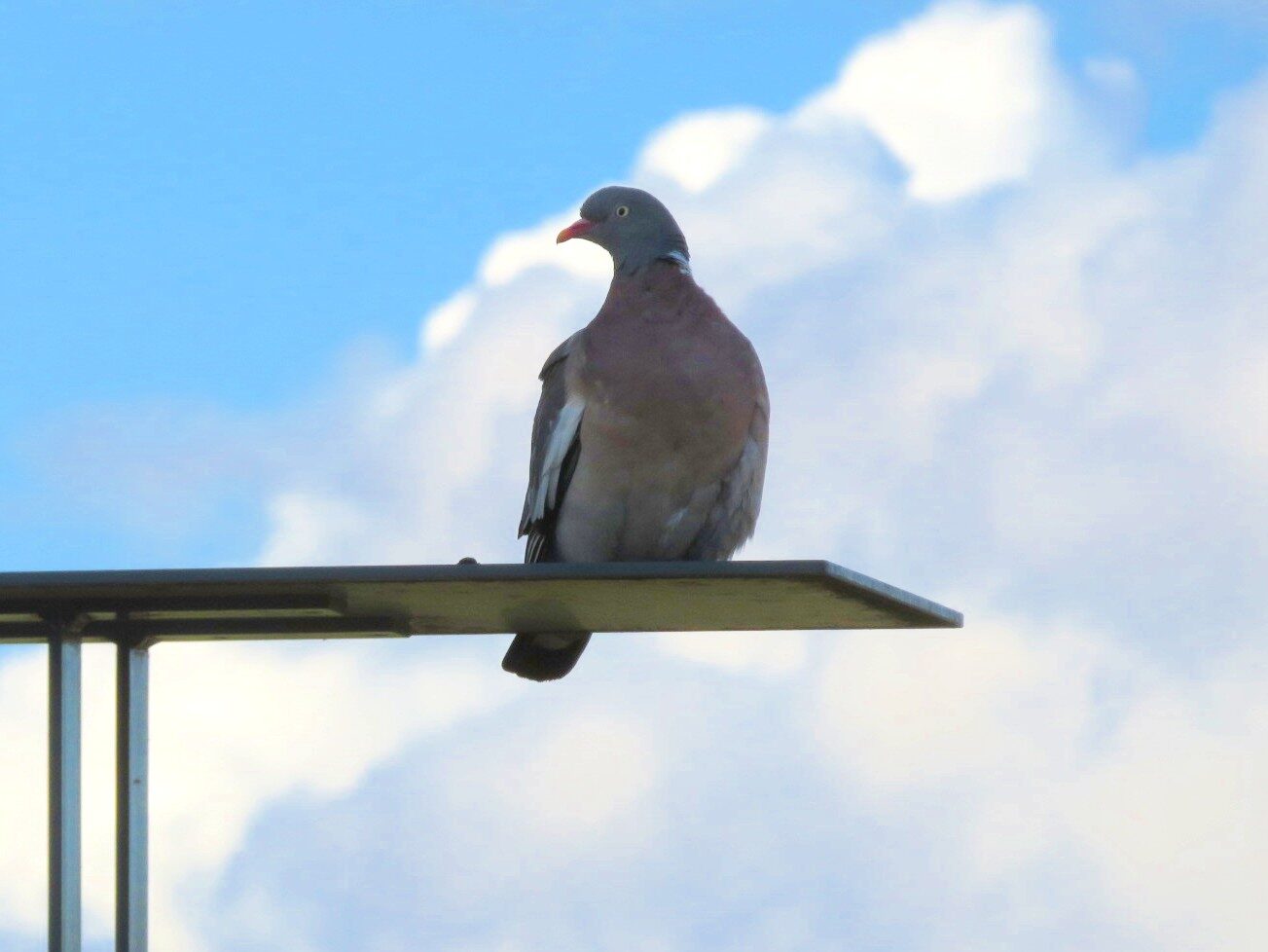 Valokuvaaja: Risto Kangassalo