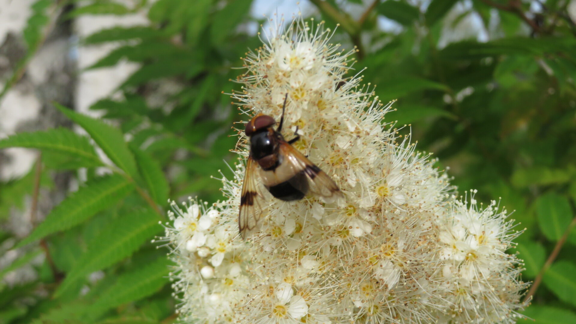 Valokuvaaja: Risto Kangassalo