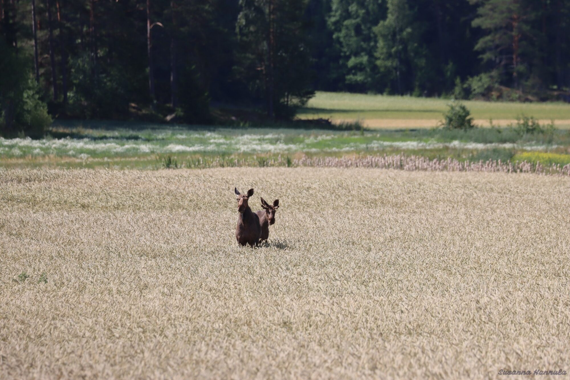 Valokuvaaja: Susanna Hannula