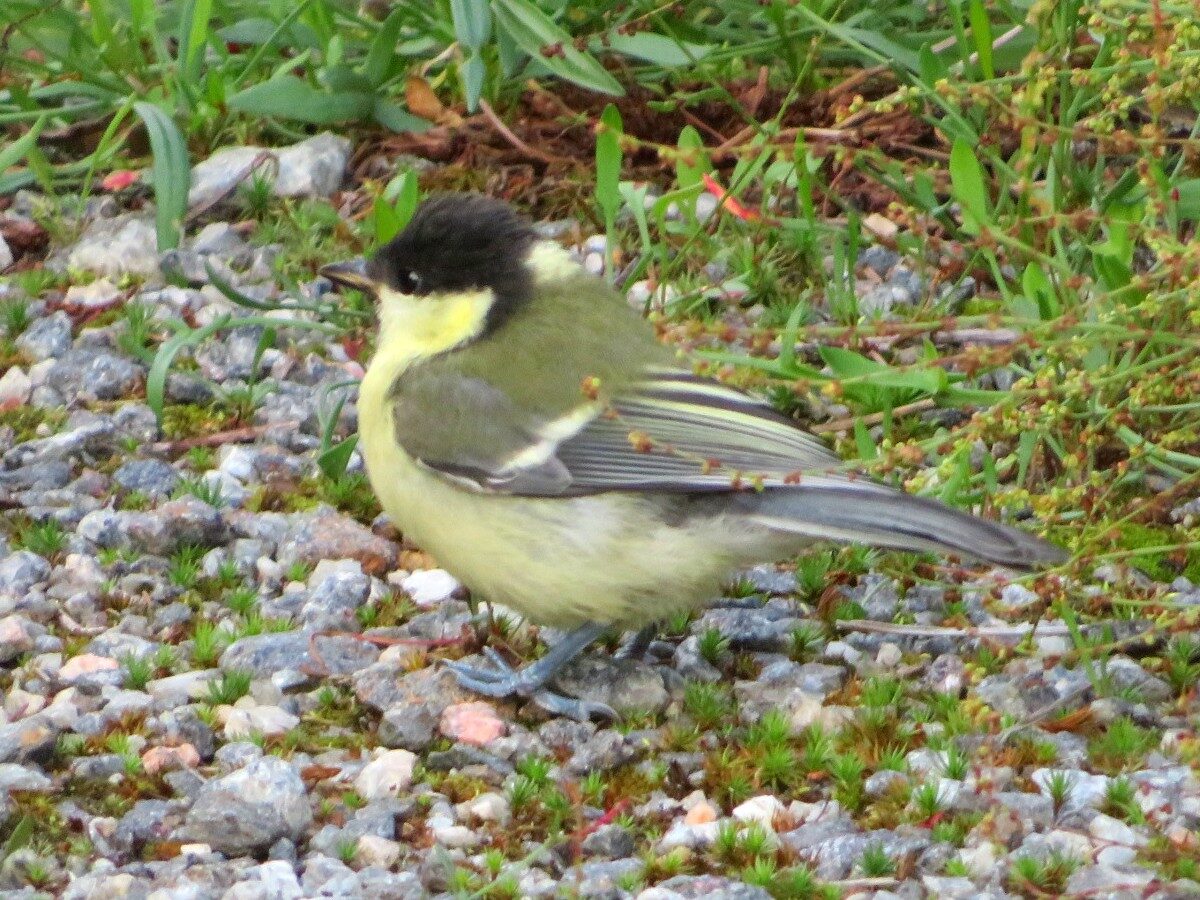Valokuvaaja: Risto Kangassalo