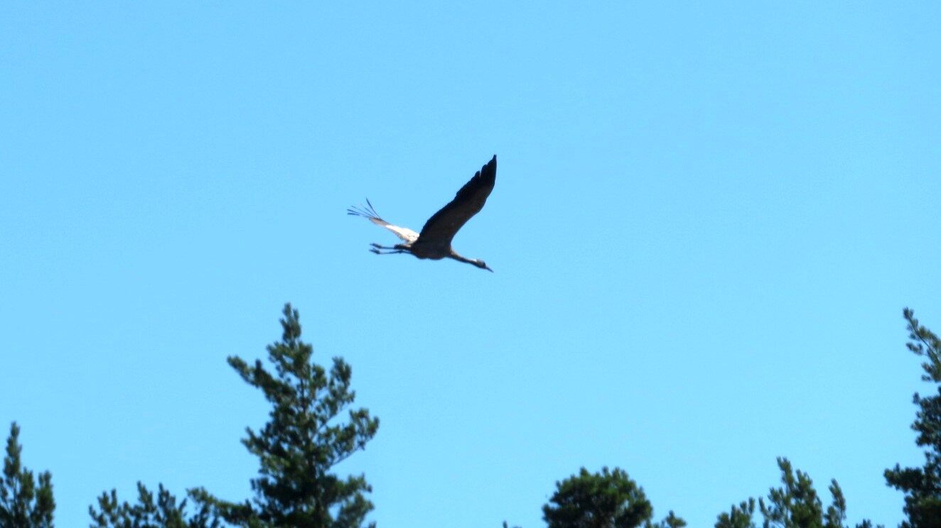 Valokuvaaja: Risto Kangassalo Valokuvaaja: Risto Kangassalo