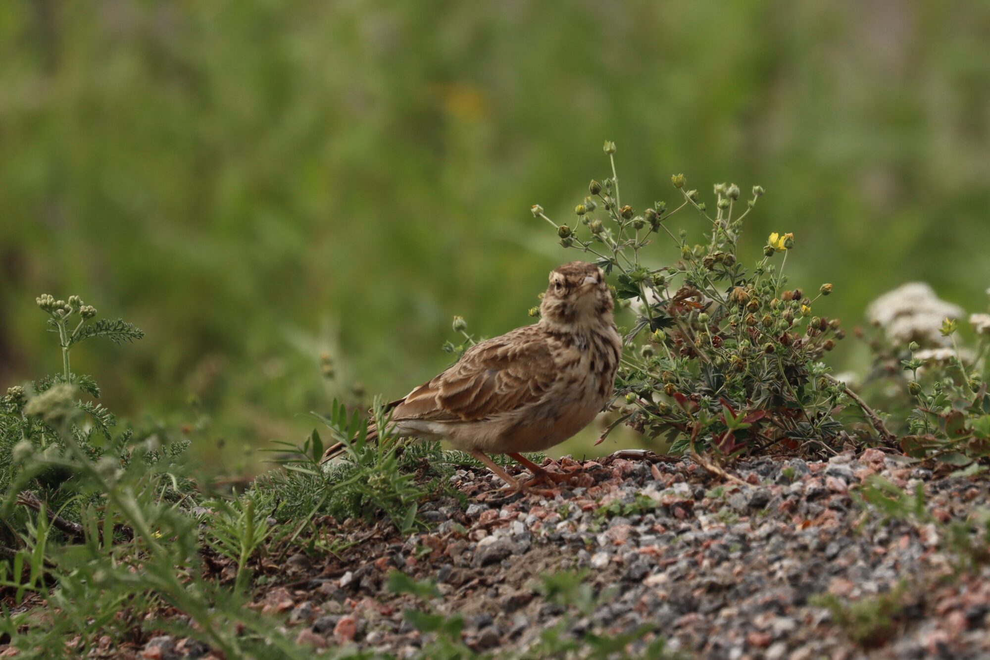 Valokuvaaja: Susanna Hannula