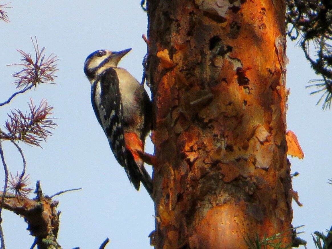 Valokuvaaja: Risto Kangassalo
