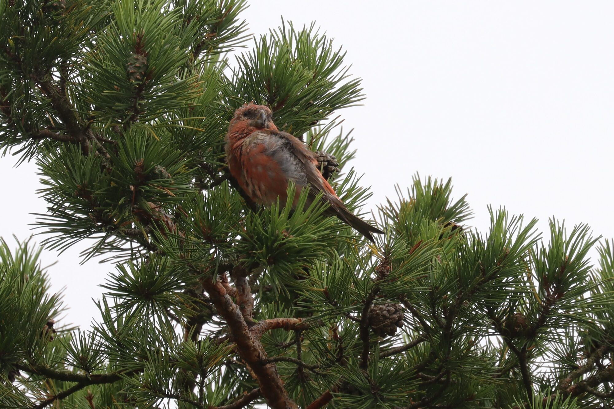 Valokuvaaja: Susanna Hannula Valokuvaaja: Susanna Hannula