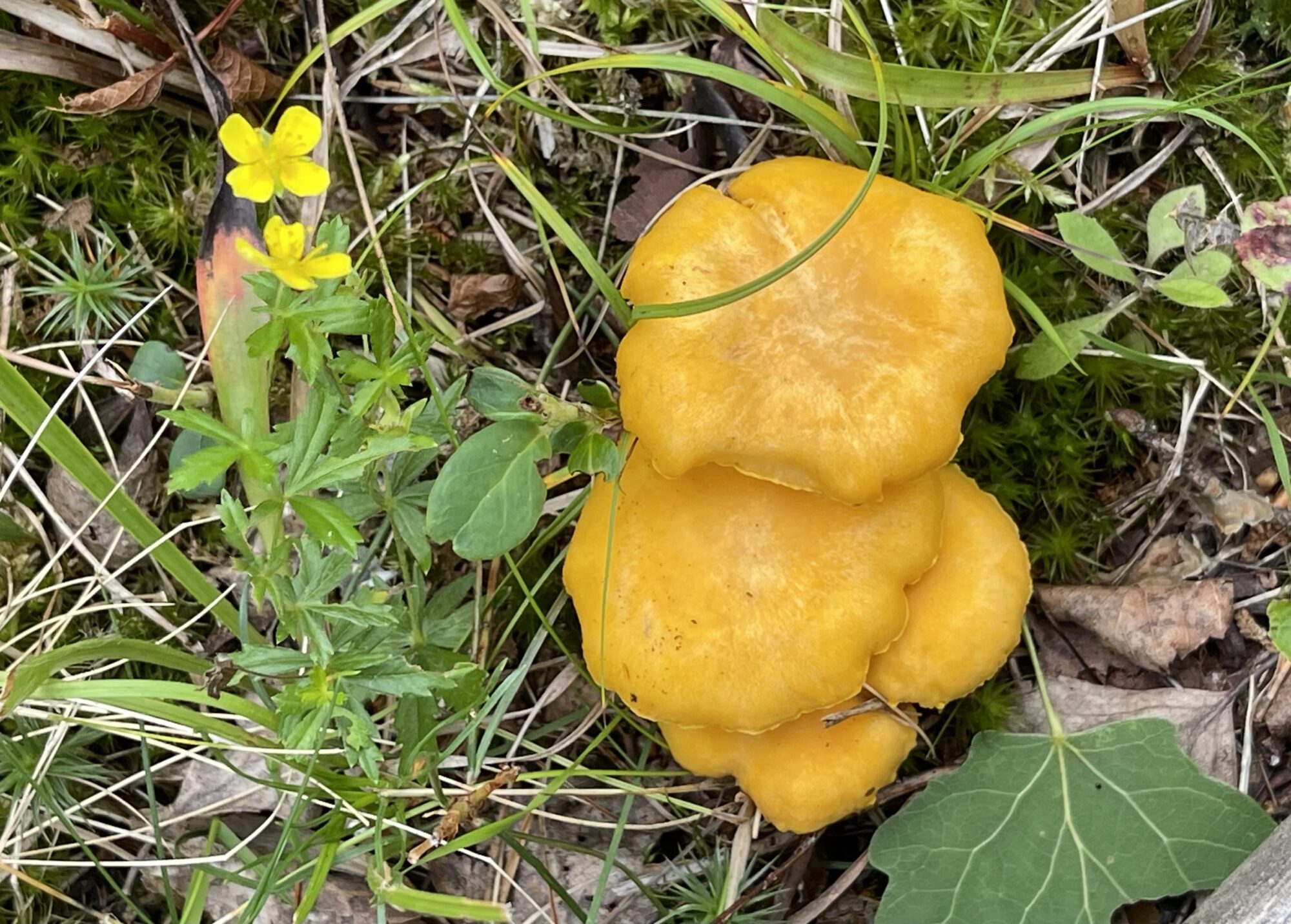 Valokuvaaja: Liisa Niiva-Korpela