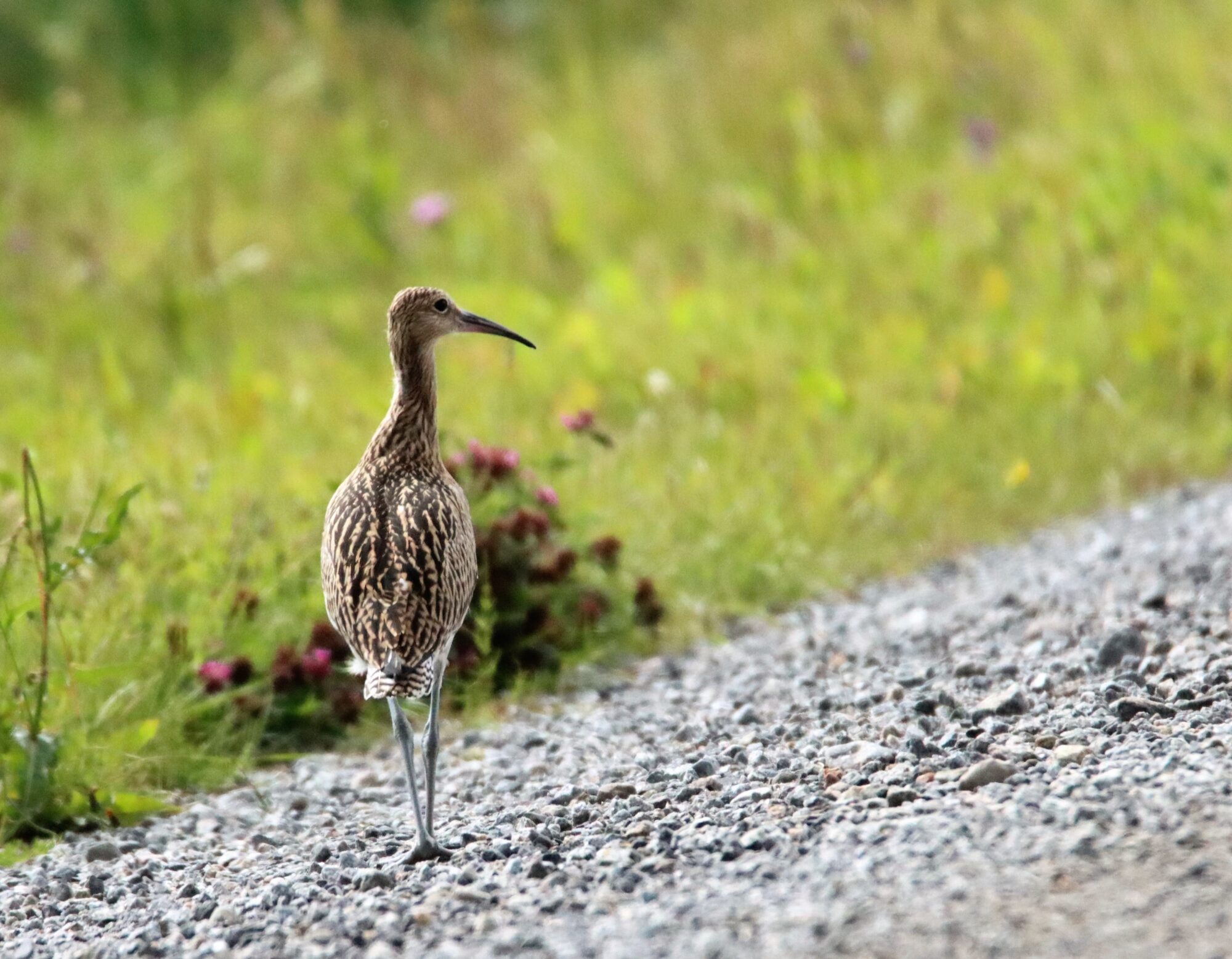 Valokuvaaja: Irja Lehtinen