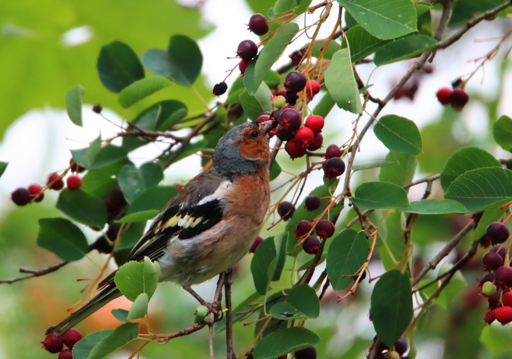 Valokuvaaja: Irja Lehtinen