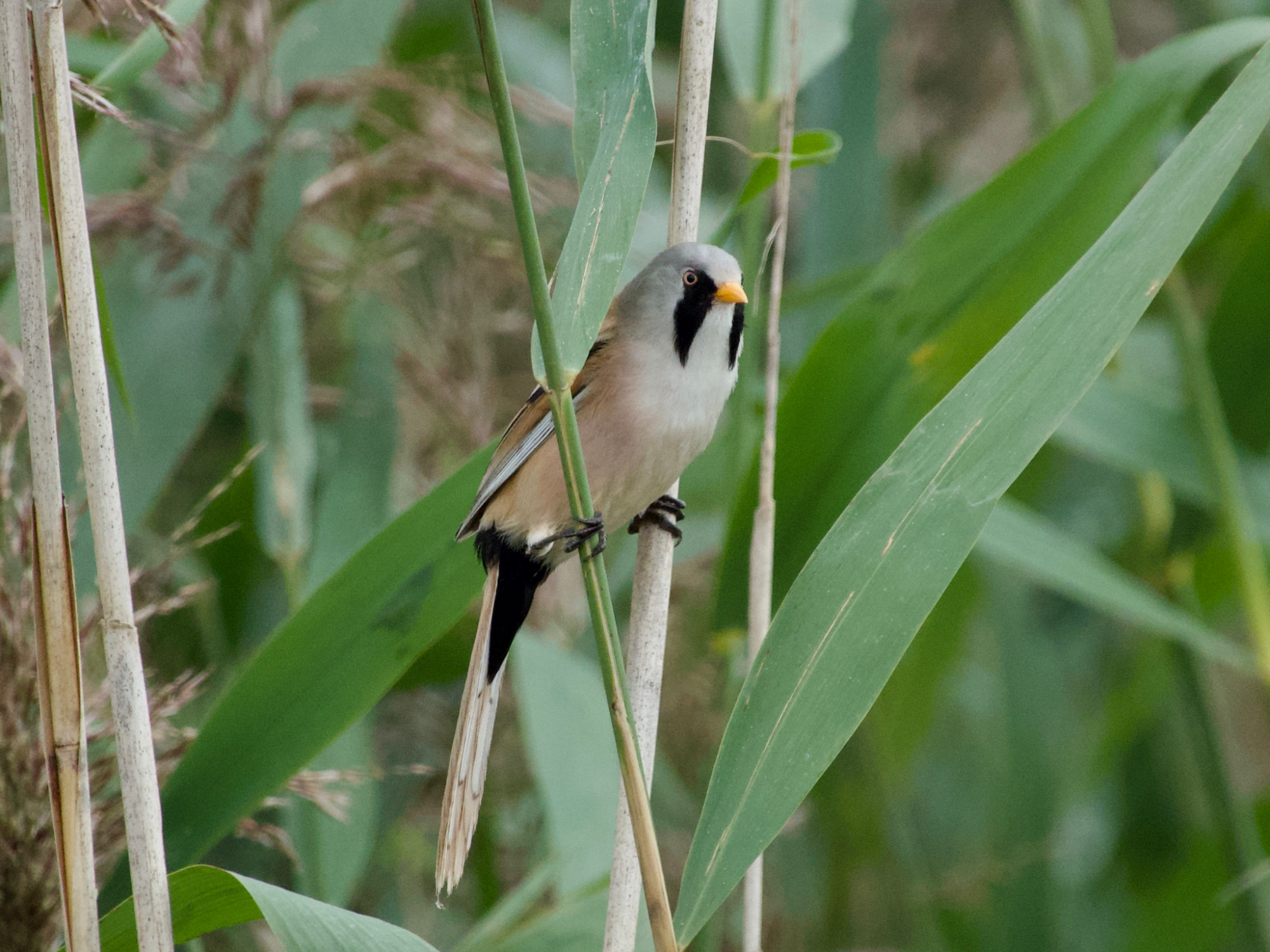 Valokuvaaja: Juha Naukkarinen