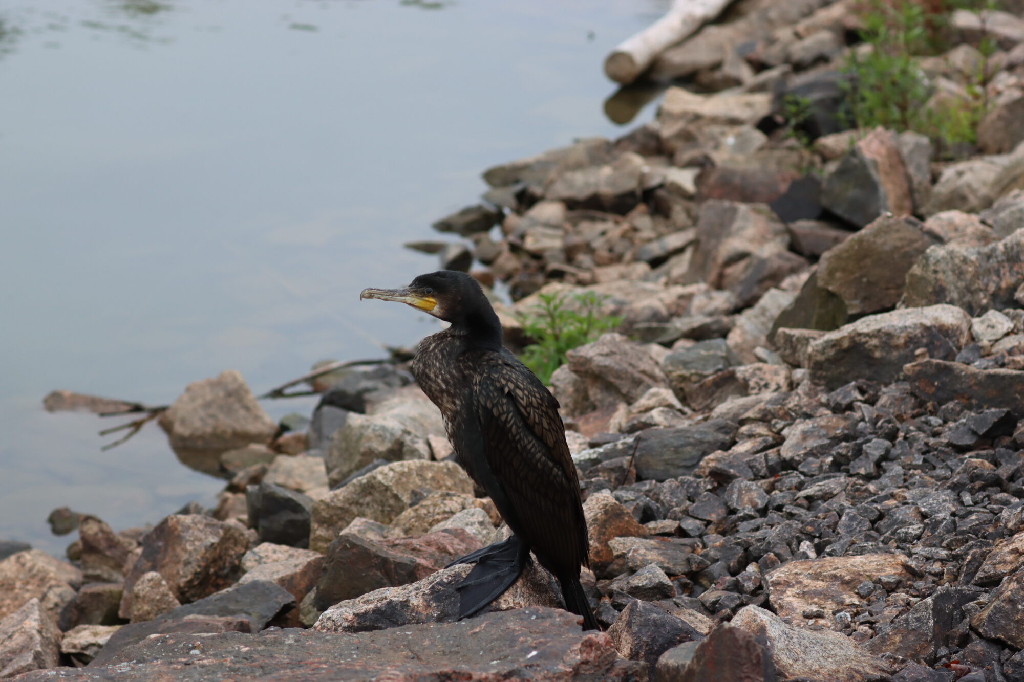 Valokuvaaja: Susanna Hannula