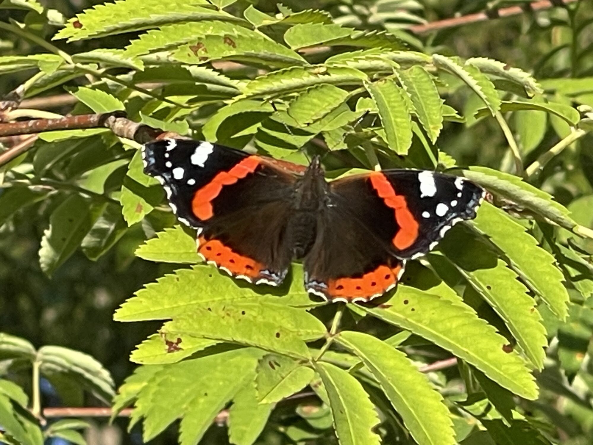 Valokuvaaja: Liisa Niiva-Korpela