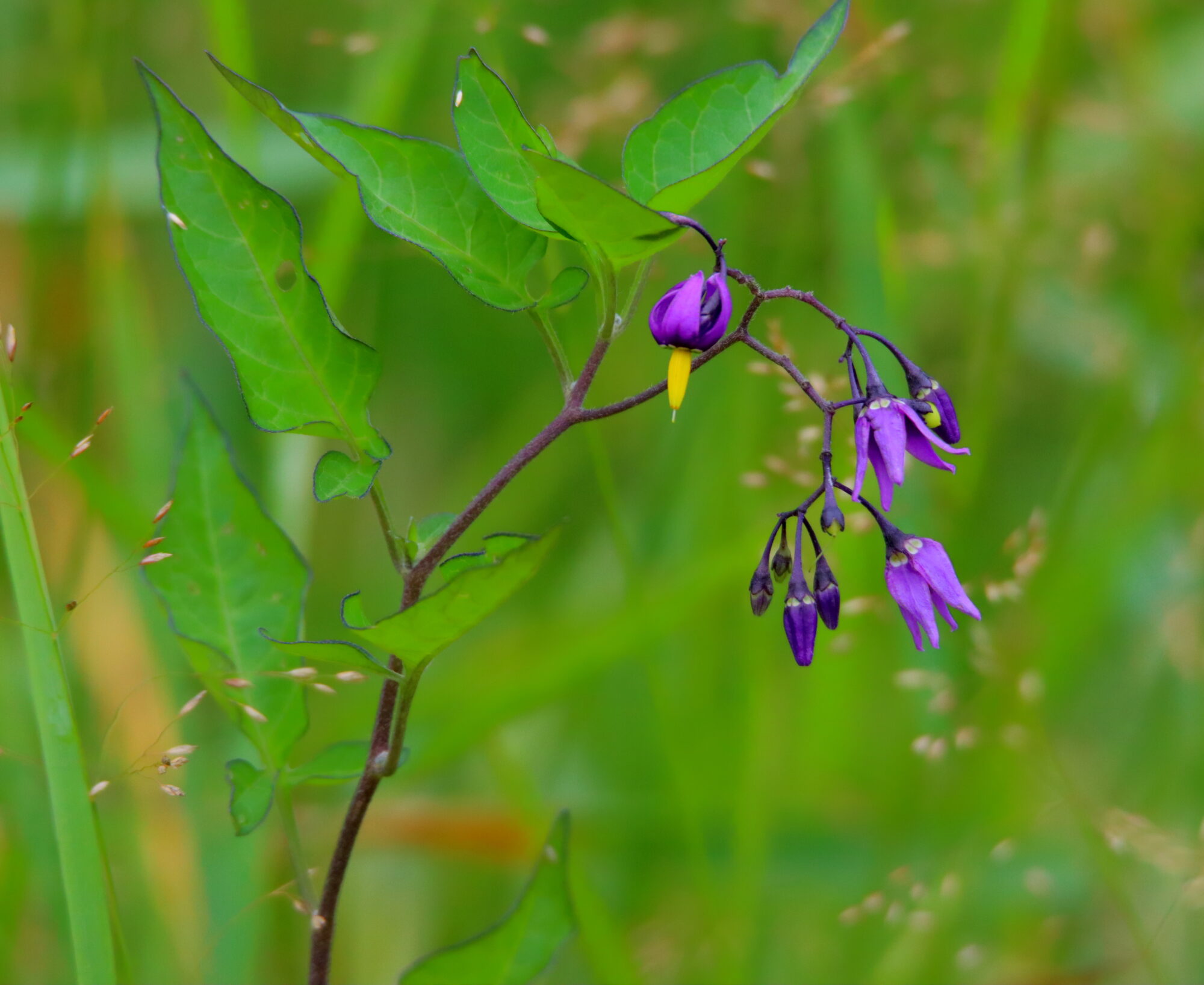 Valokuvaaja: Irja Lehtinen