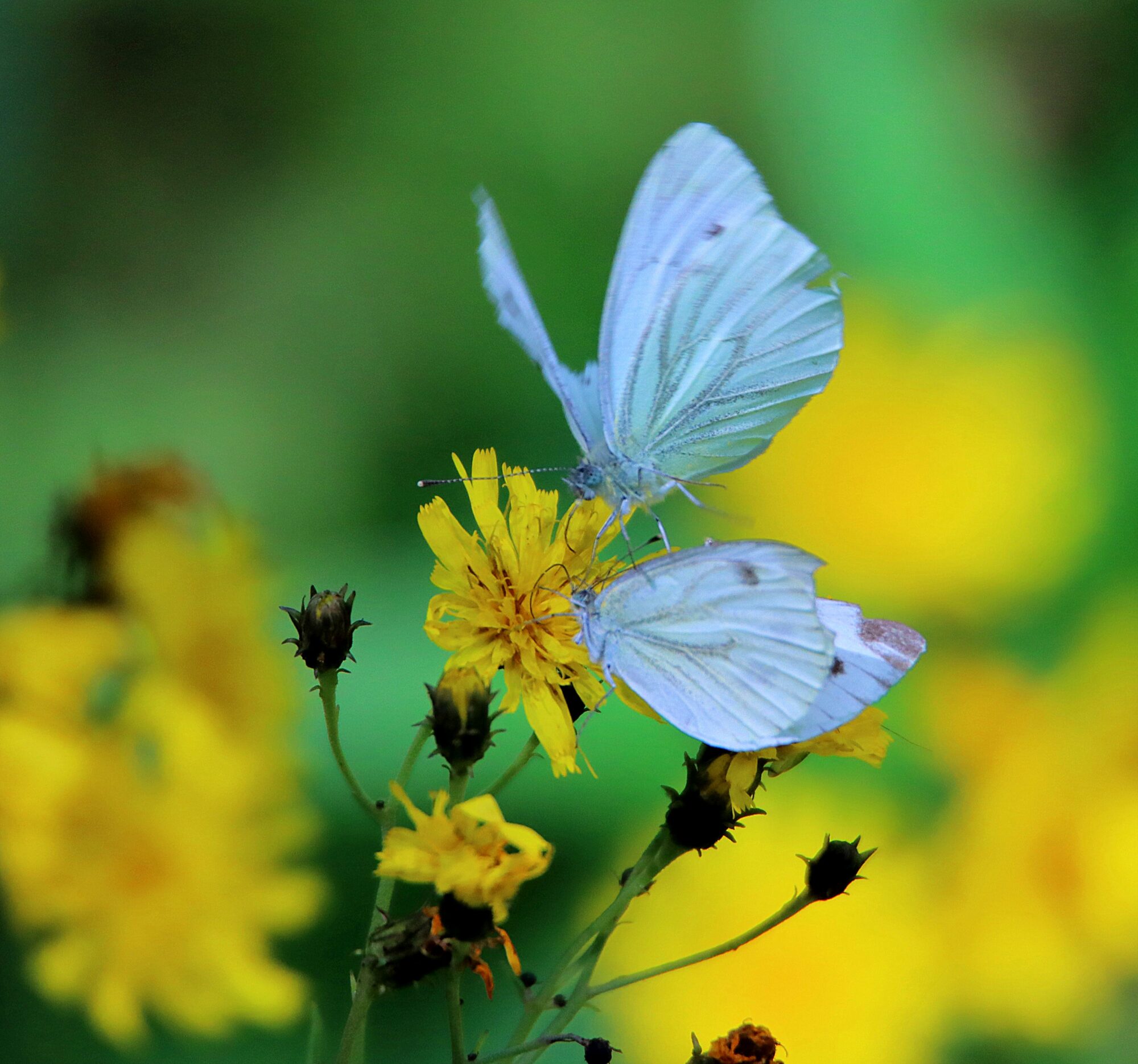 Valokuvaaja: Irja Lehtinen
