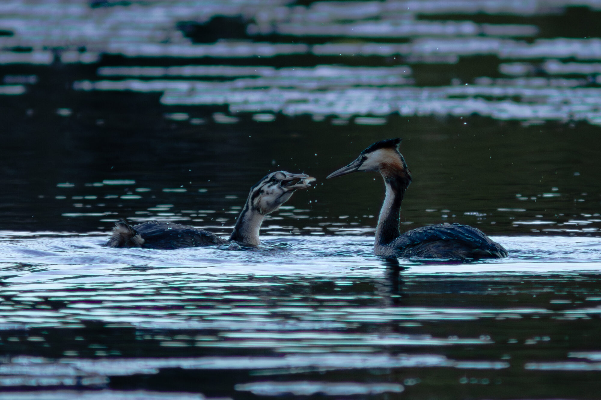 Valokuvaaja: Leevi Halme