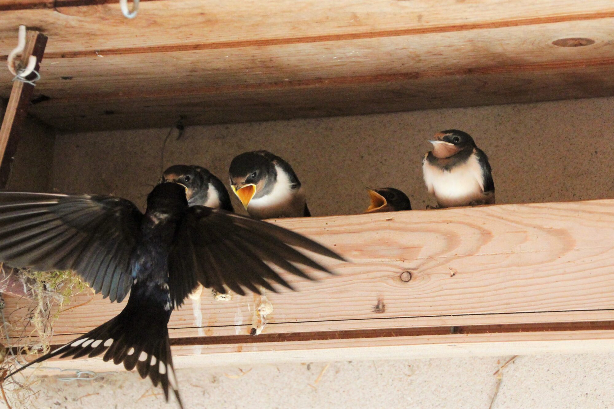 Valokuvaaja: Tiina Laihanen Valokuvaaja: Tiina Laihanen