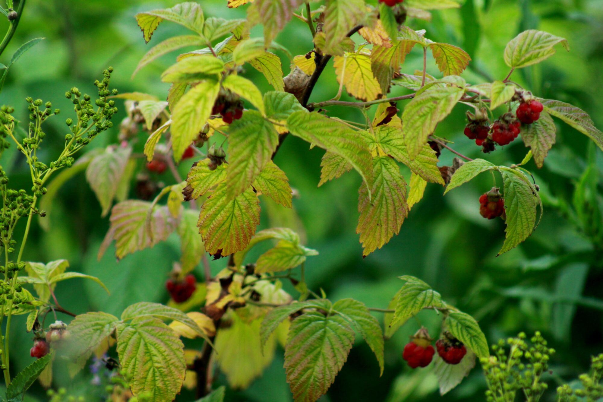 Valokuvaaja: Pirkko Siukonen