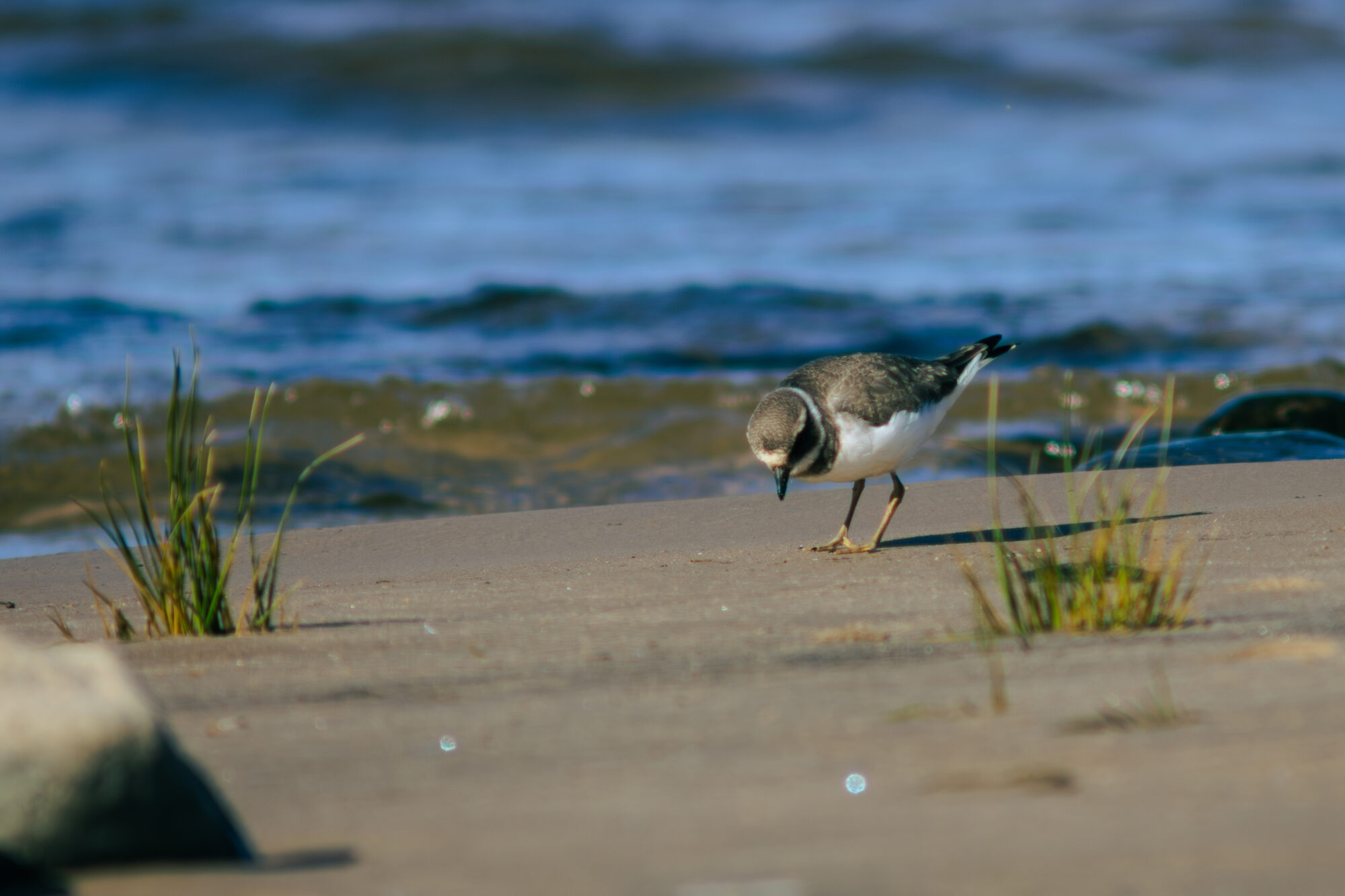 Valokuvaaja: Leevi Halme Valokuvaaja: Leevi Halme