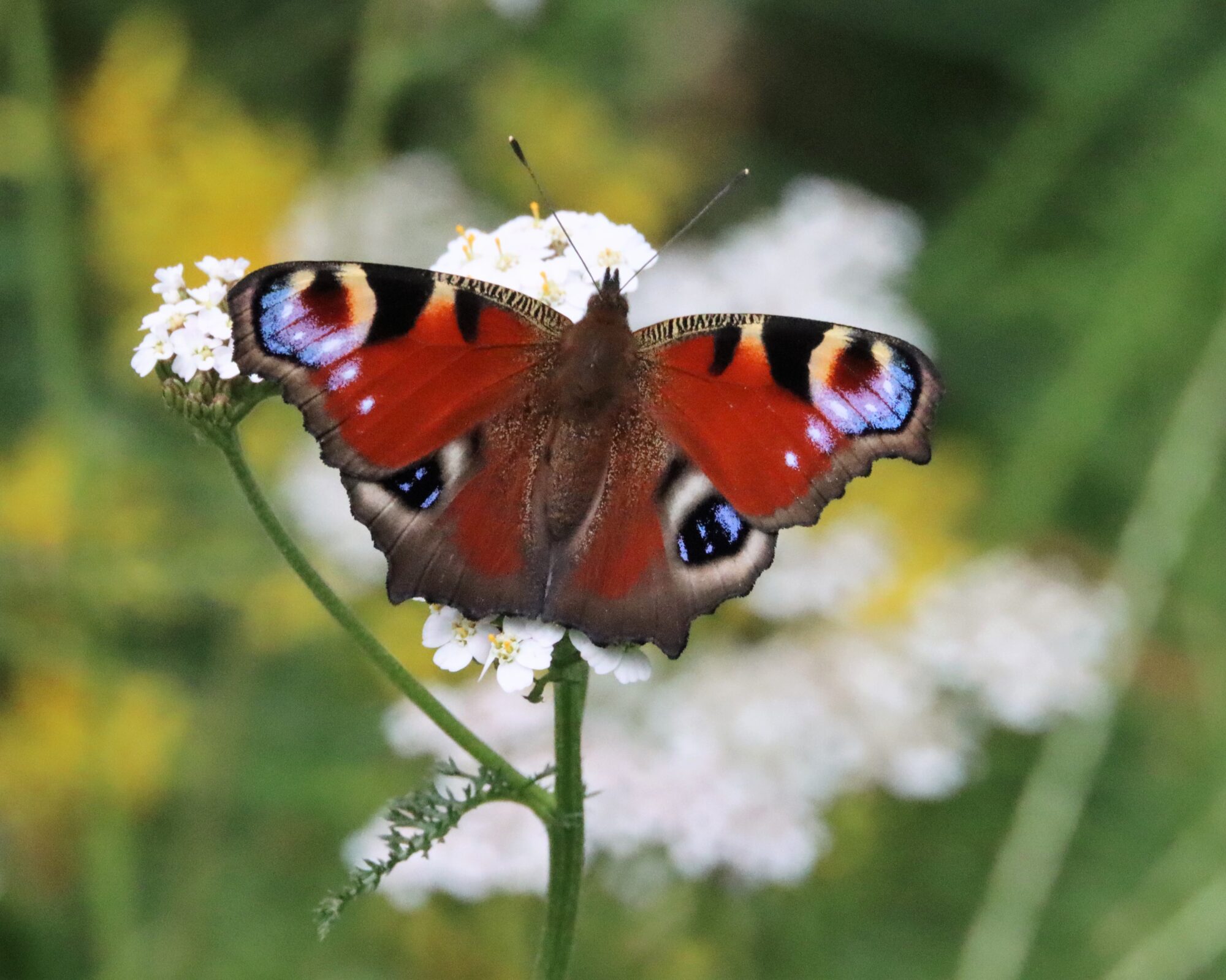 Valokuvaaja: Irja Lehtinen