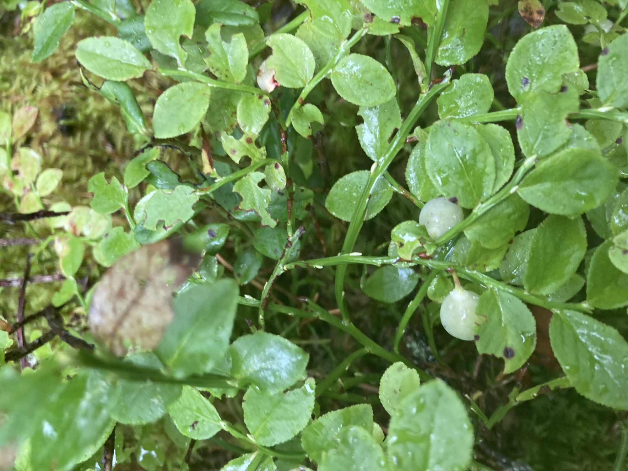 Valokuvaaja: Ariana Lehtola