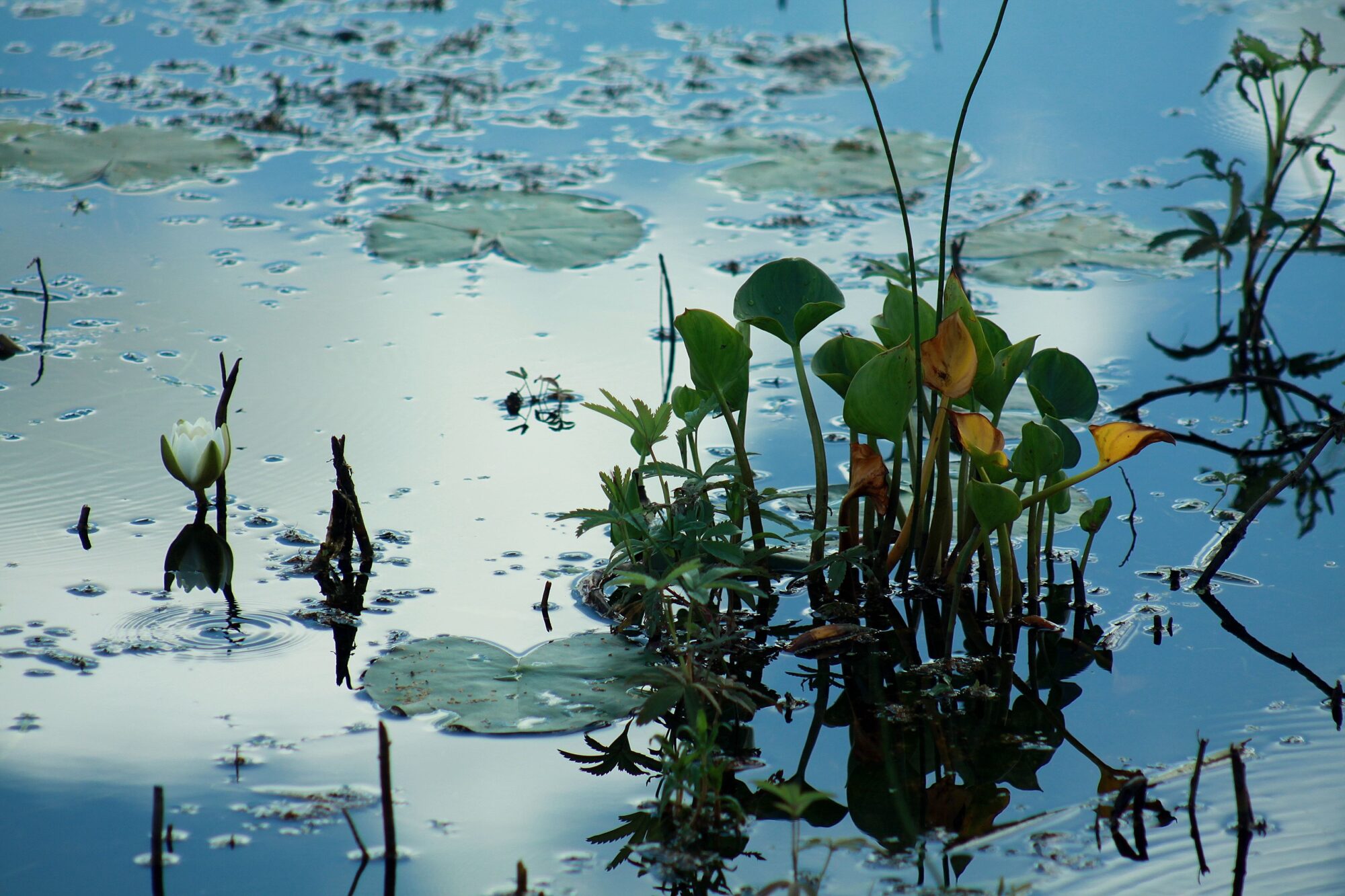 Valokuvaaja: Pirkko Siukonen