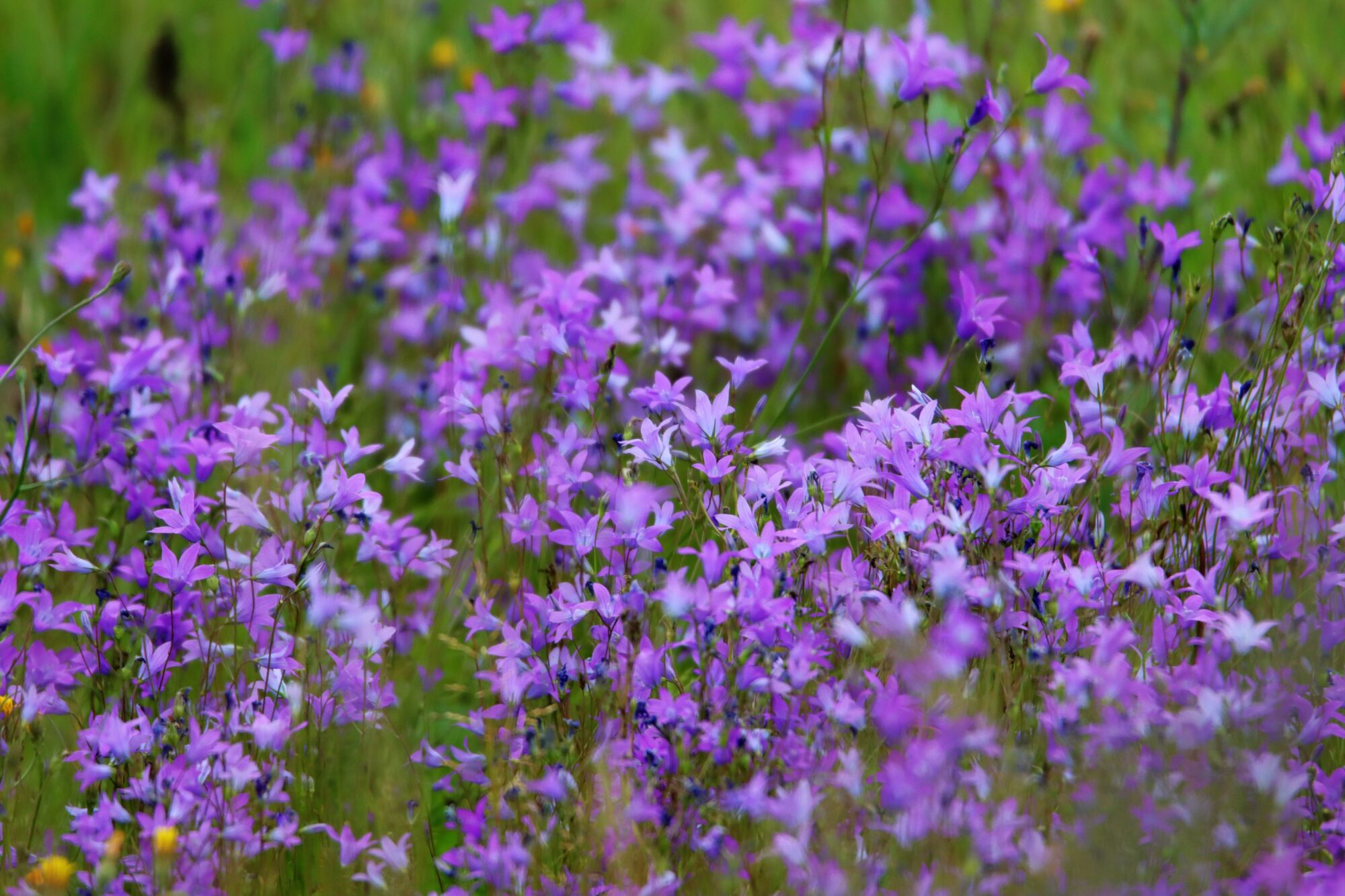 Valokuvaaja: Irja Lehtinen