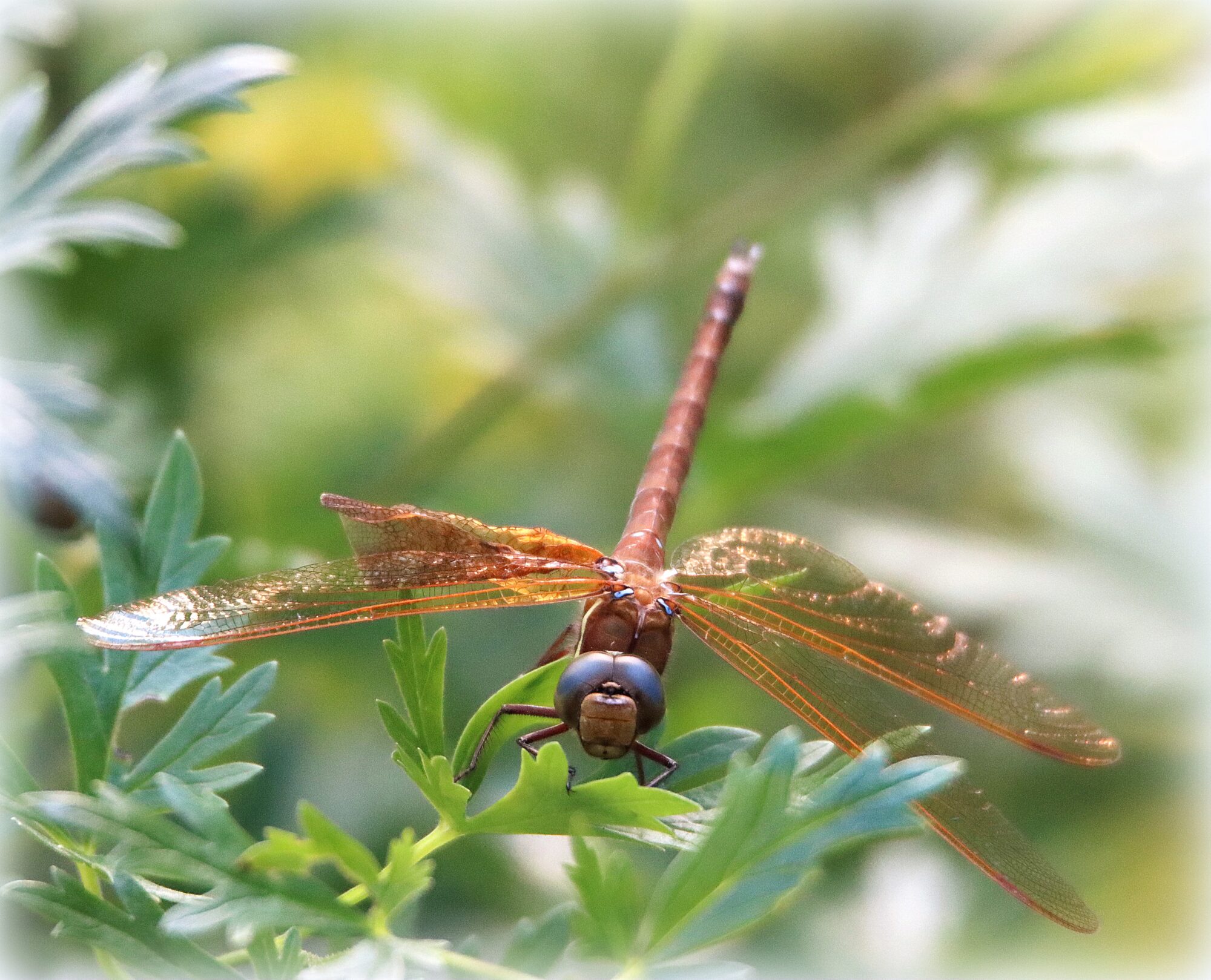 Valokuvaaja: Irja Lehtinen
