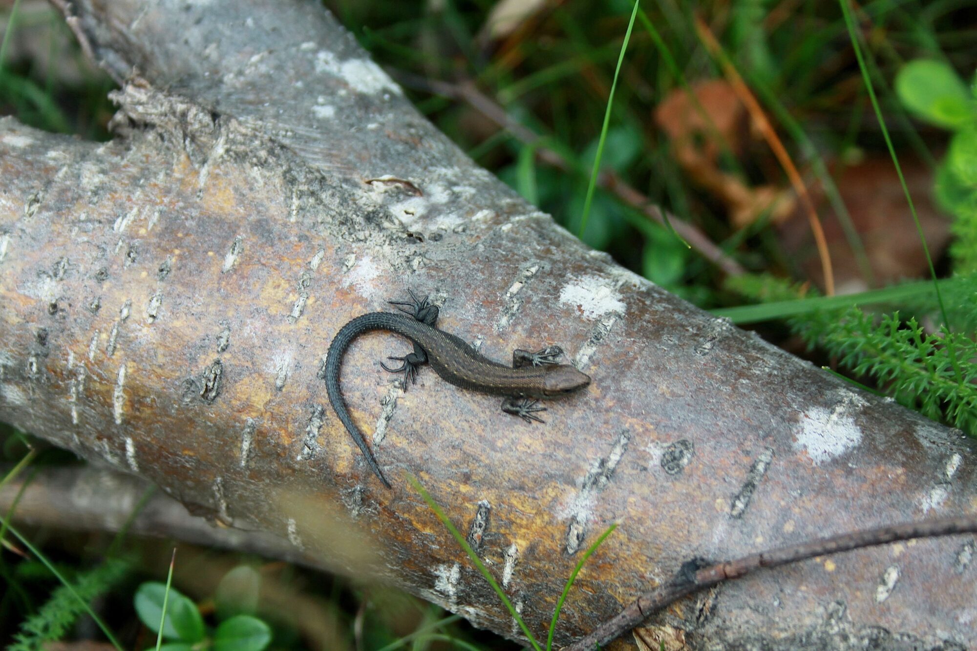 Valokuvaaja: Pirkko Siukonen