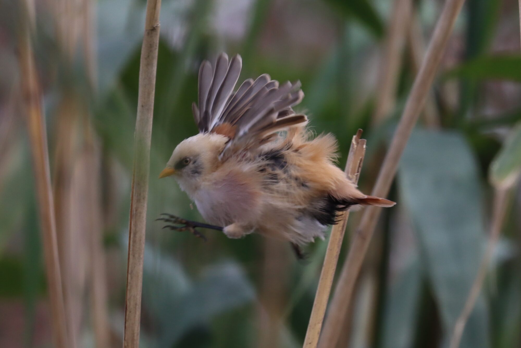 Valokuvaaja: Susanna Hannula