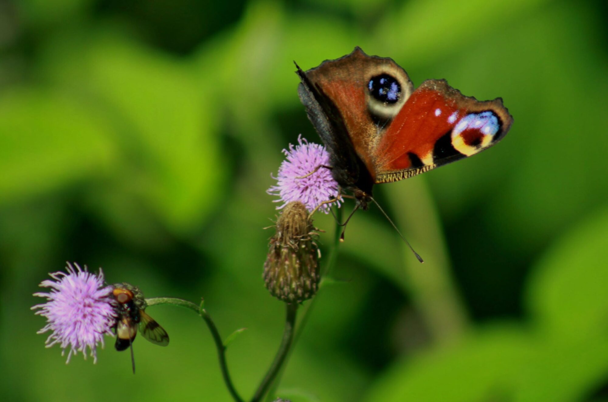 Valokuvaaja: Pirkko Siukonen