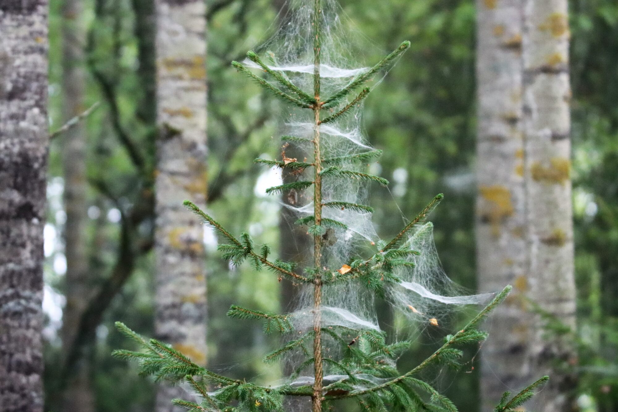 Valokuvaaja: Irja Lehtinen Valokuvaaja: Irja Lehtinen