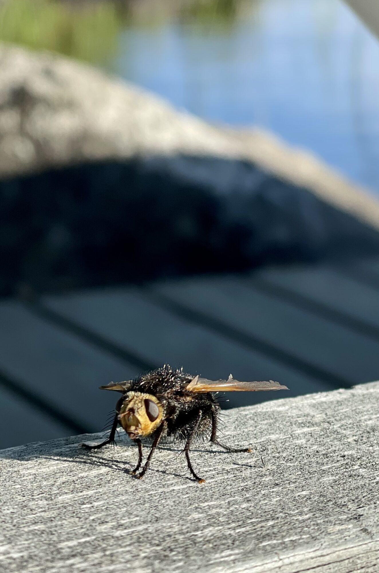 Valokuvaaja: Kirsi Järves