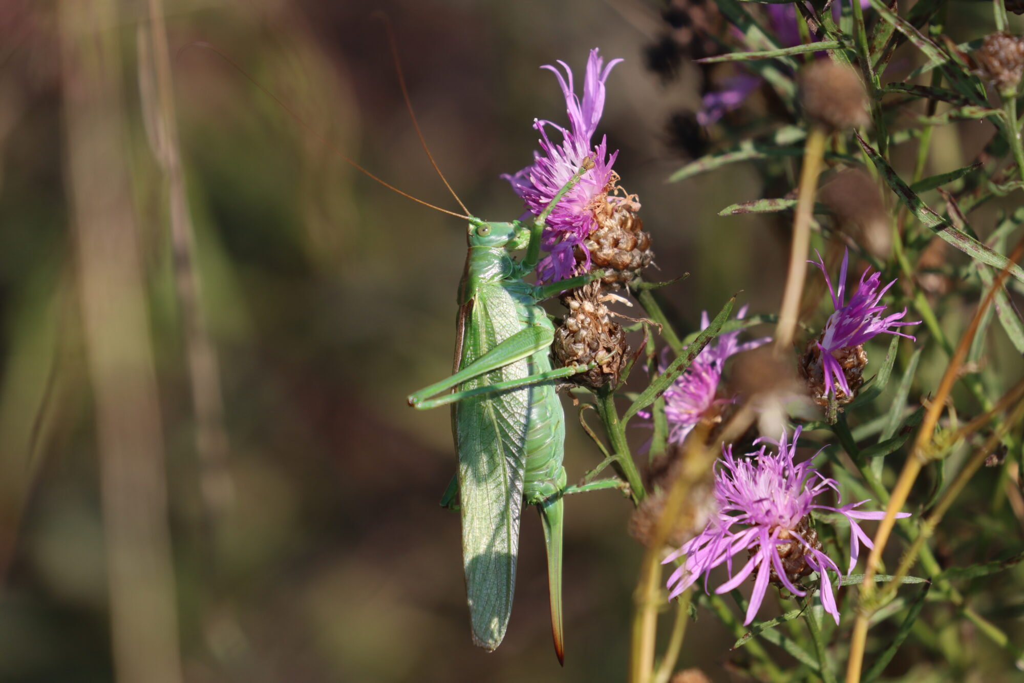 Valokuvaaja: Susanna Hannula