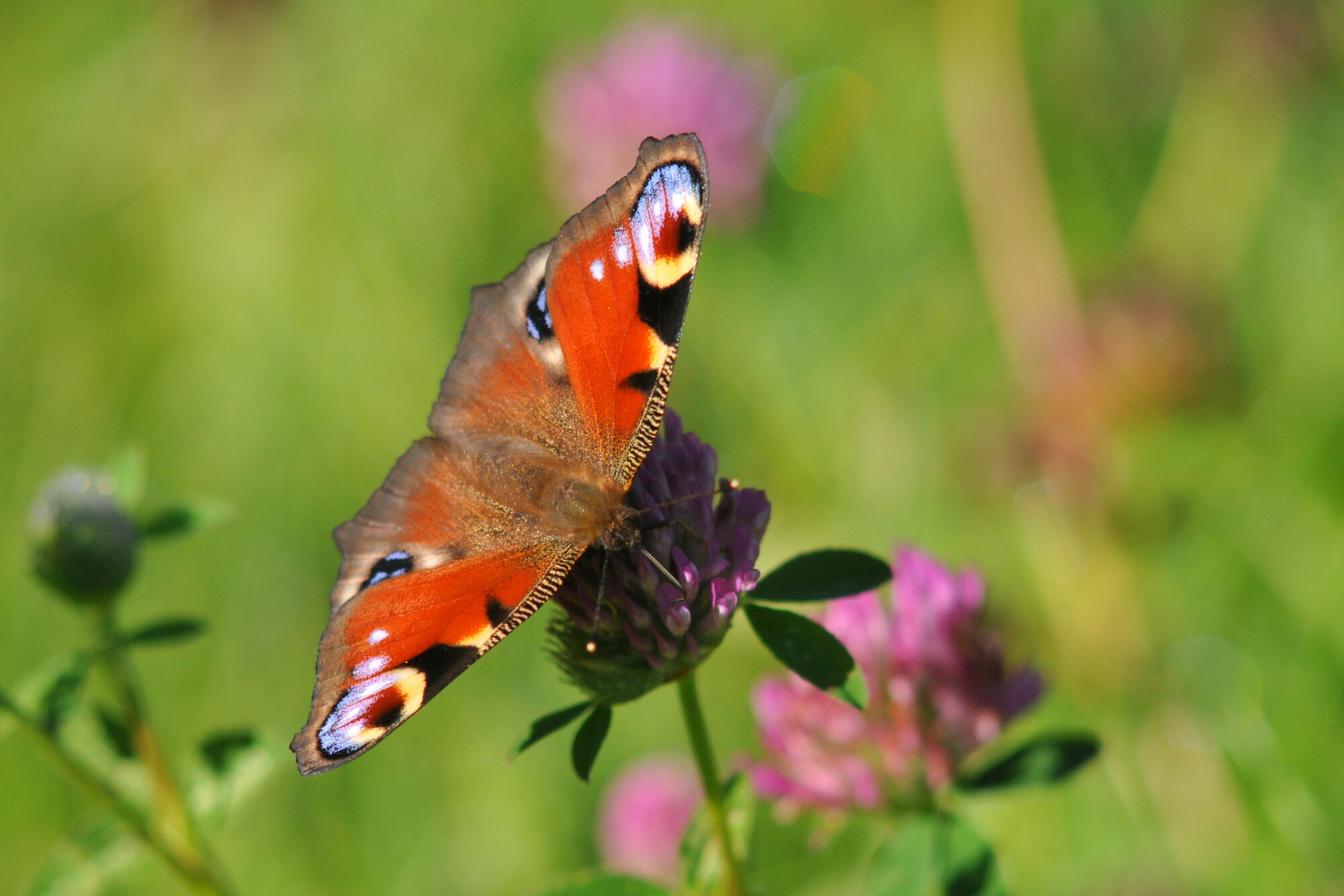 Valokuvaaja: Kaarlo Asikainen