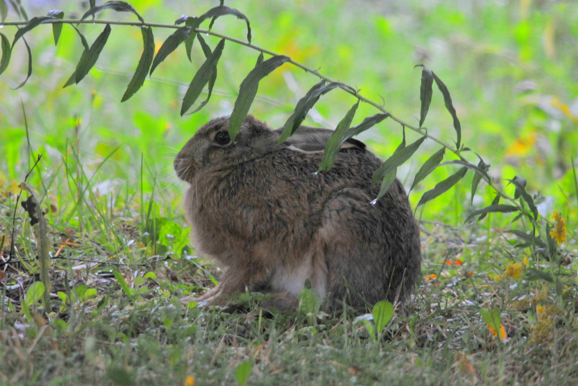 Valokuvaaja: Kaarlo Asikainen