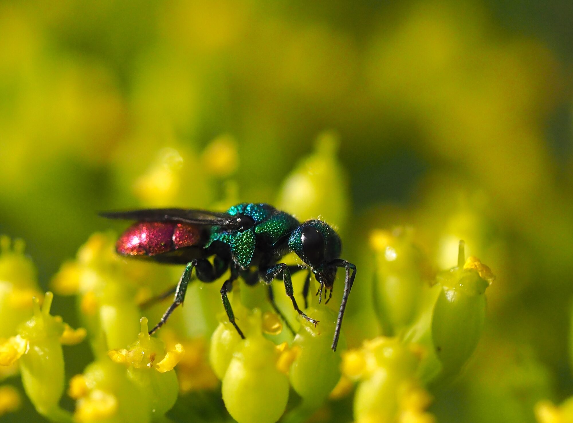 Valokuvaaja: Mari Kulmanen