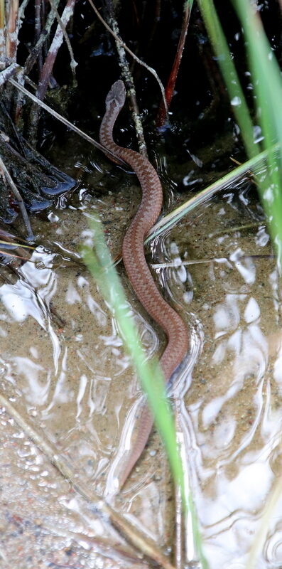 Valokuvaaja: Helena Sytelä