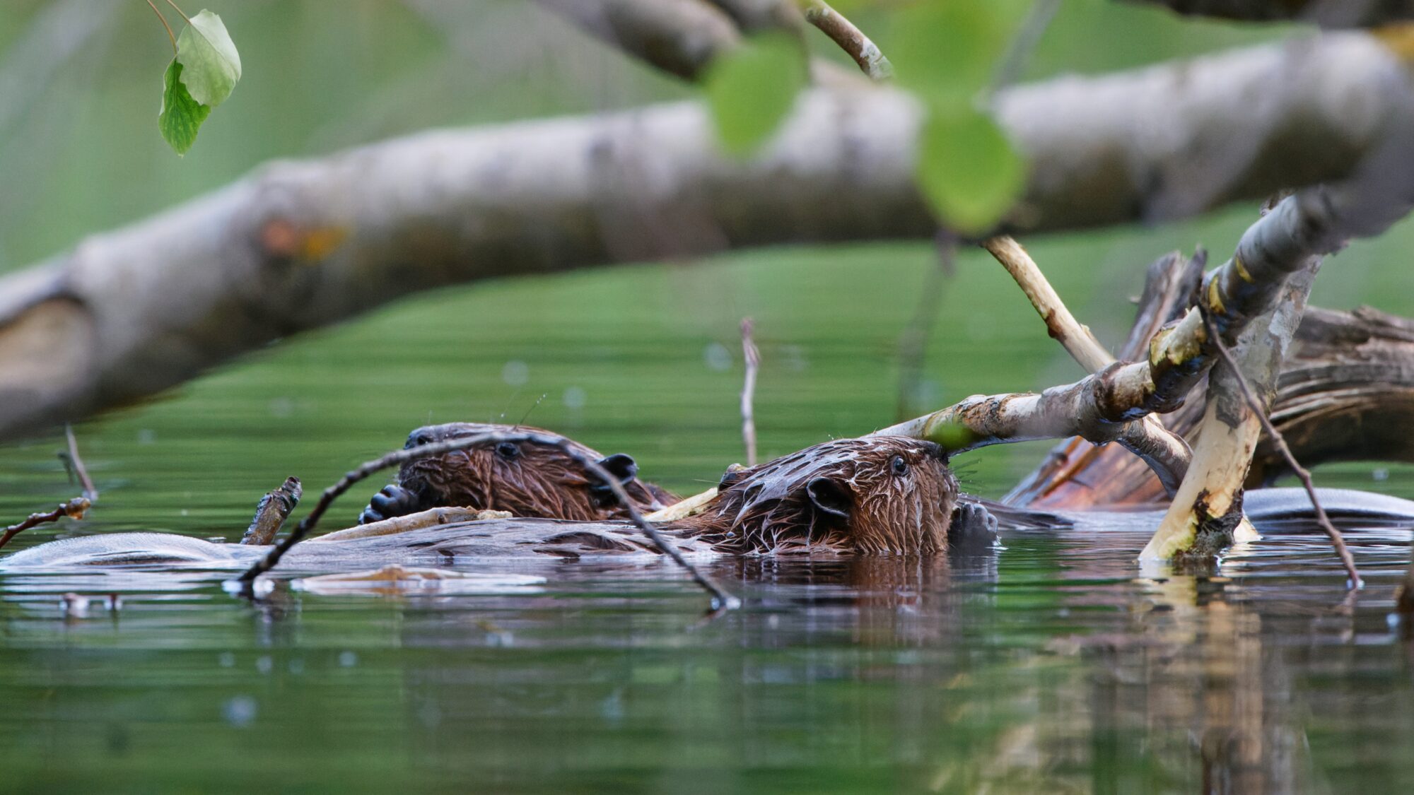 Valokuvaaja: TOMMI KUJALA