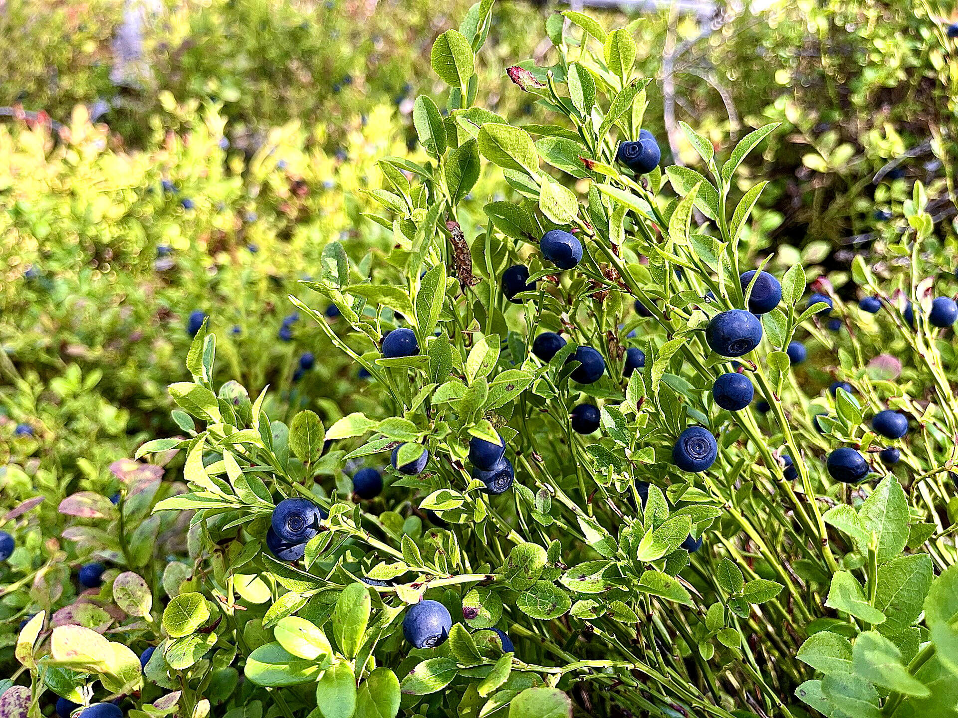 Valokuvaaja: Tuukka Pahtamaa