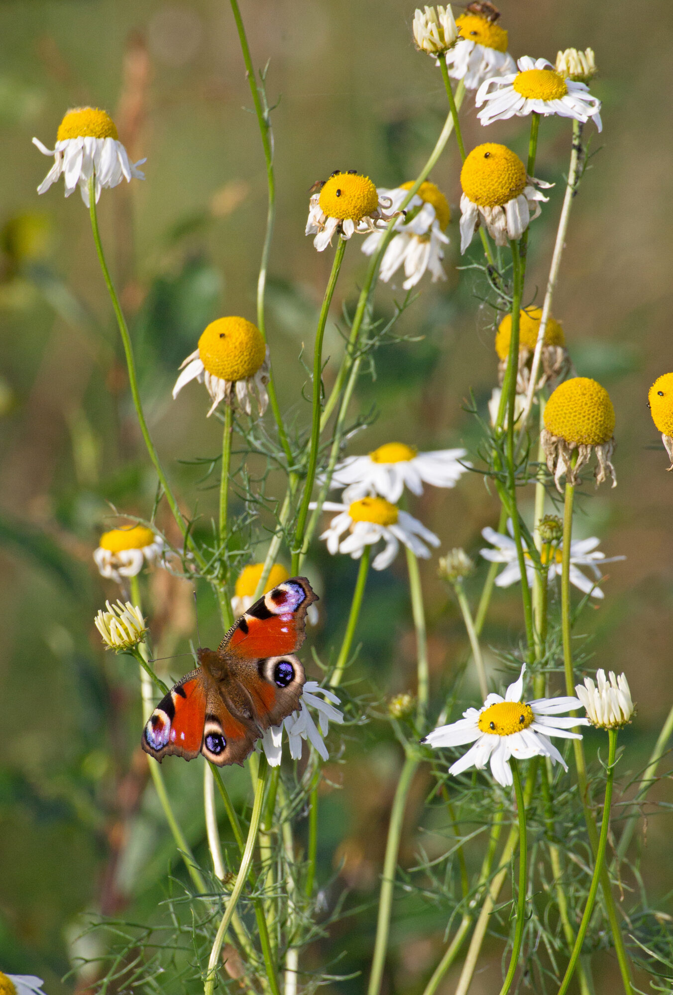 Valokuvaaja: Katri Mäkinen