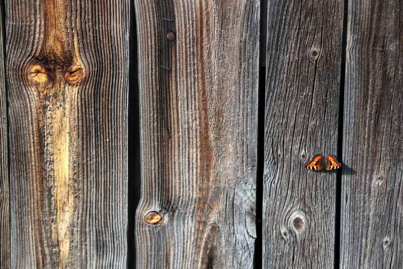 Valokuvaaja: Helena Sytelä