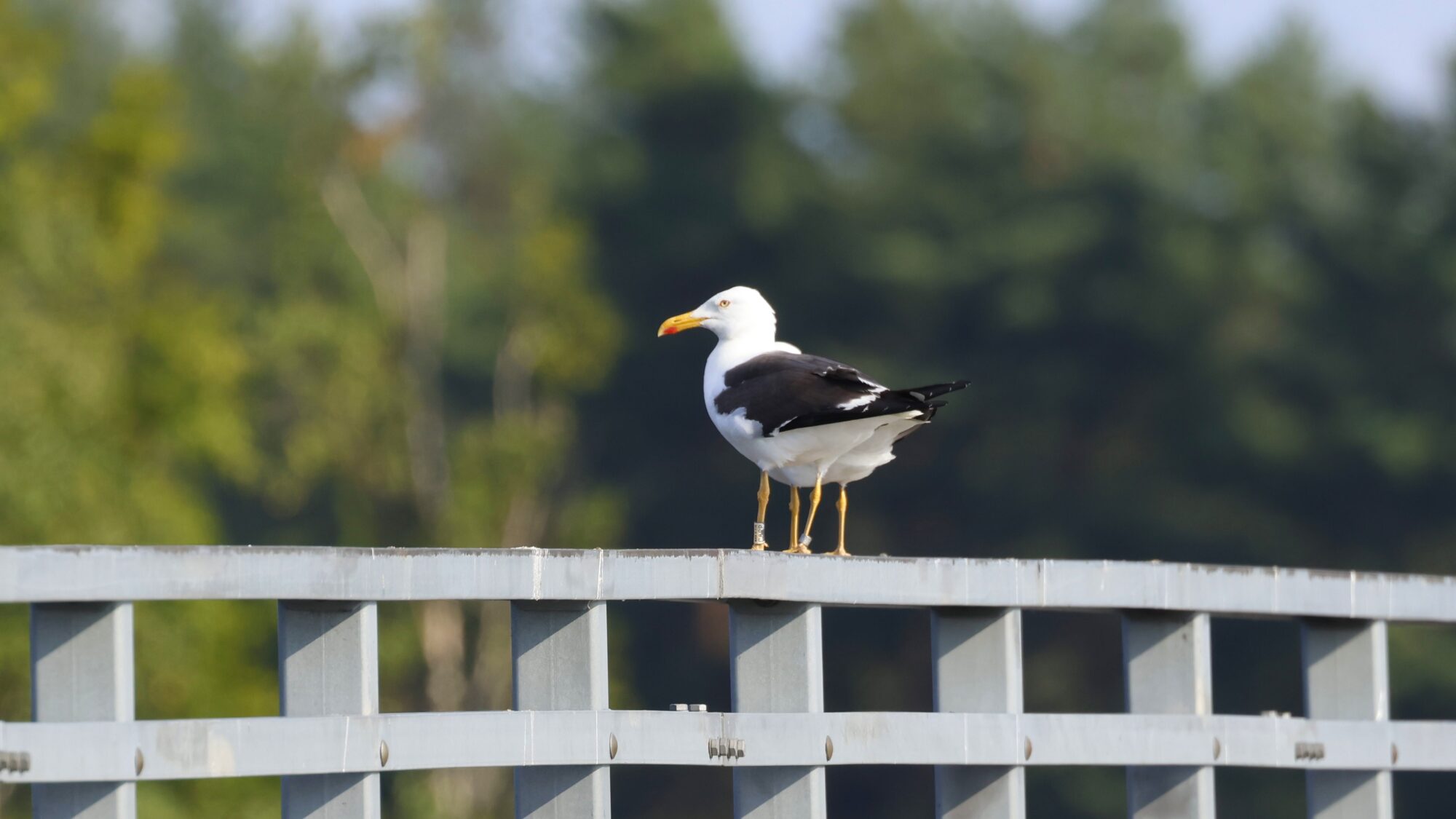 Valokuvaaja: TOMMI KUJALA Valokuvaaja: TOMMI KUJALA