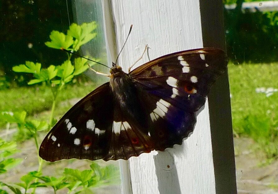 Valokuvaaja: Kaj Nyman