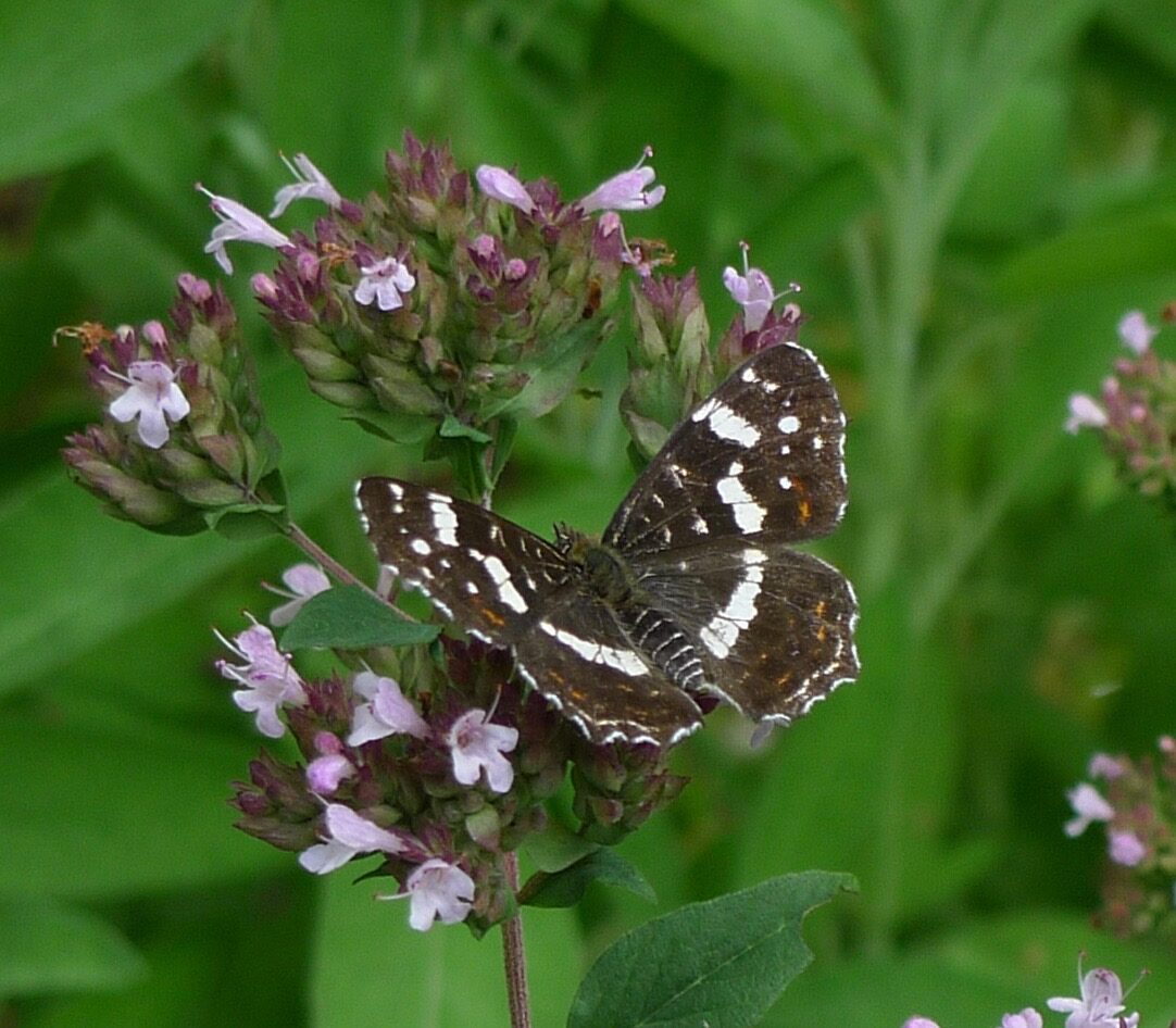 Valokuvaaja: Kaj Nyman