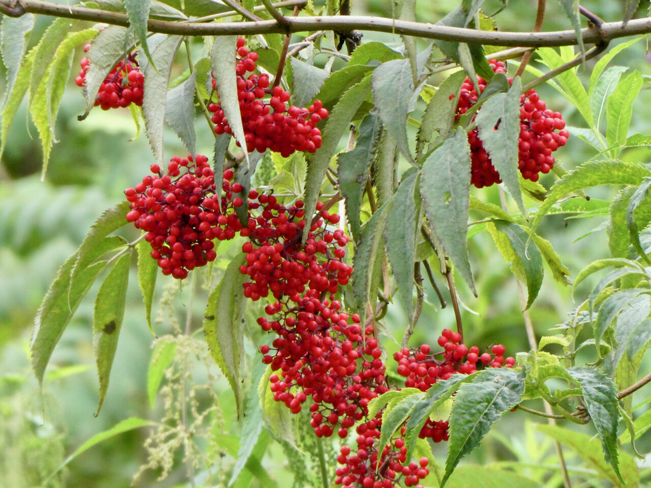 Valokuvaaja: Liisa Niiva-Korpela