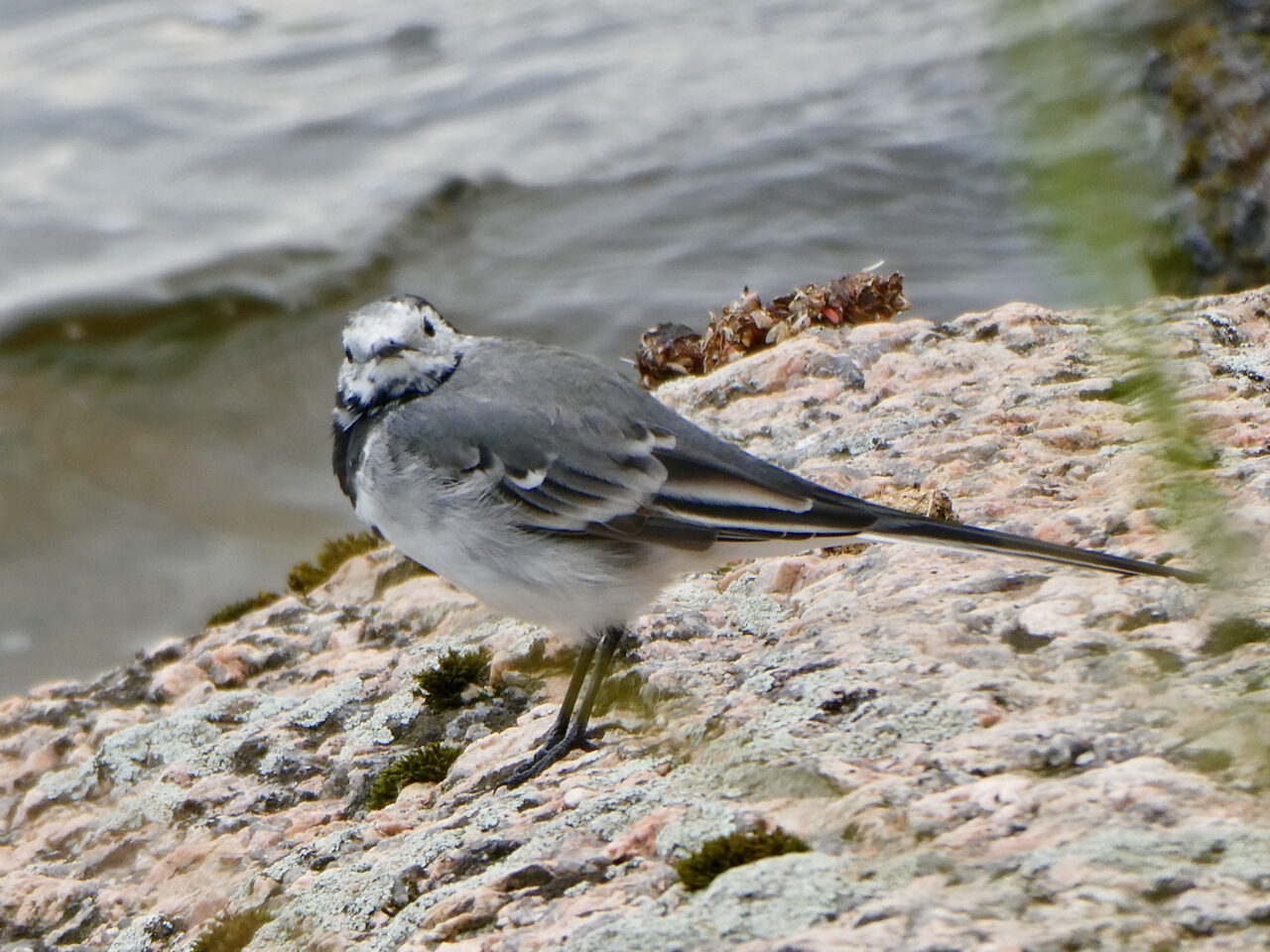 Valokuvaaja: Liisa Niiva-Korpela