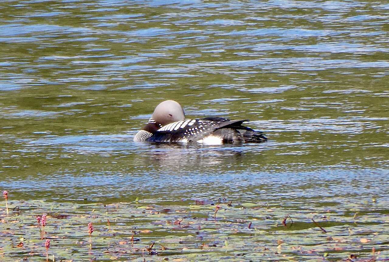 Valokuvaaja: Liisa Niiva-Korpela